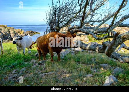 Vacas vagando y pastando libremente en la costa oeste del cabo de Hammeren en el extremo norte de la isla de Bornholm, Dinamarca, Escandinavia, Europa. Foto de stock