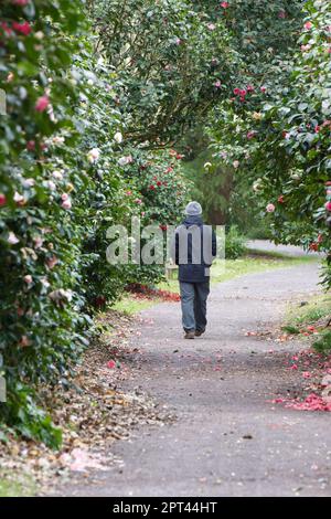 Hombre caminando en el camino entre las plantas de camelia con flores de primavera en Kingston Lacy Garden Hampshire Reino Unido Abril Foto de stock