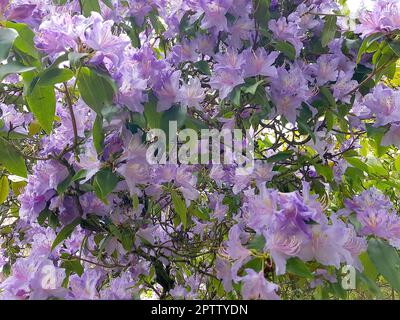 Detalle de azalea púrpura pálido flores en plena floración. Foto de stock