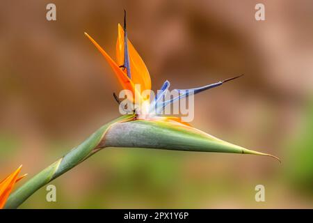 Strelitzia reginae, comúnmente conocida como la flor de la grúa, ave del paraíso, o isigude en Nguni, es una especie de hermosa planta con flores autóctonas Foto de stock
