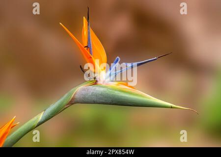 Strelitzia reginae, comúnmente conocida como la flor de la grúa, ave del paraíso, o isigude en Nguni, es una especie de hermosa planta con flores autóctonas Foto de stock