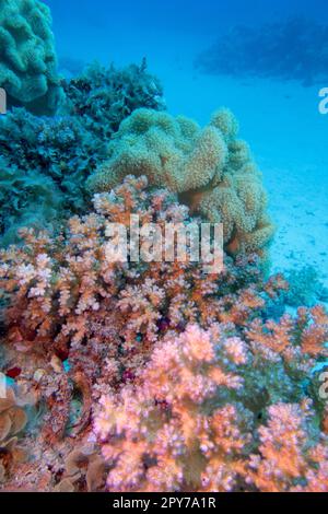 Arrecife de coral colorido y pintoresco en el fondo arenoso del mar tropical, corales pedregosos y suaves, paisaje submarino Foto de stock