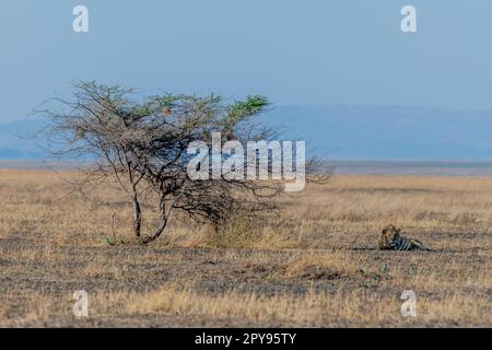 Leones salvajes en el Parque Nacional del Serengeti en el corazón de África Foto de stock