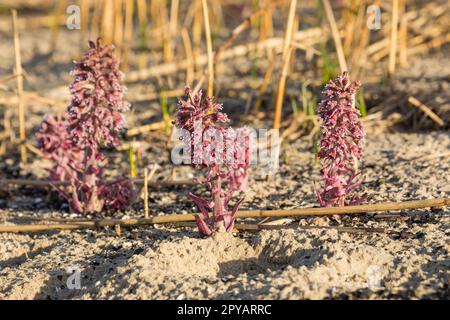 Plantas de butterbur - Petasites hybridus - en una playa en el norte de Alemania Foto de stock