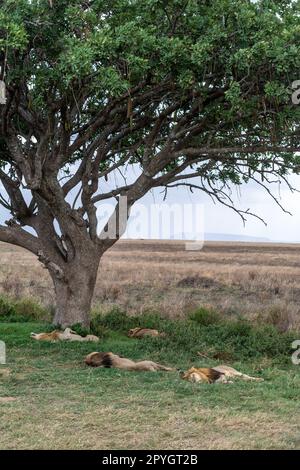 Leones salvajes en el Parque Nacional del Serengeti en el corazón de África Foto de stock