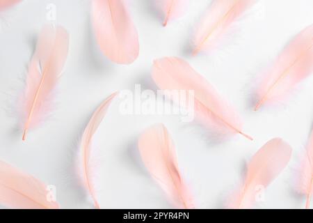 Plumas de color rosa coral suaves y esponjosas sobre fondo rosa pastel.  Estilo minimalista. Tendencia vintage. Fondo de textura de plumas. Plumas  rosas suaves y suaves Fotografía de stock - Alamy