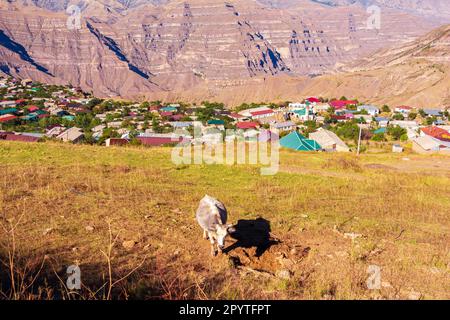 La vaca pastea en un prado en las montañas del Cáucaso. Daguestán. Foto de stock