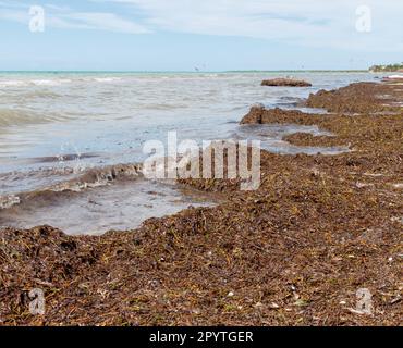 La playa está totalmente sucia y sucia, el problema de sargazo de algas en Holbox Quintana Roo, México. Foto de stock