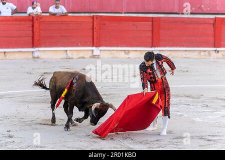 Torero tapando a un novillo, corrida de toros, Inca, Mallorca, Islas Baleares, España. Foto de stock