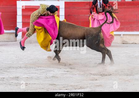 Torero tapando a un novillo, corrida de toros, Inca, Mallorca, Islas Baleares, España. Foto de stock
