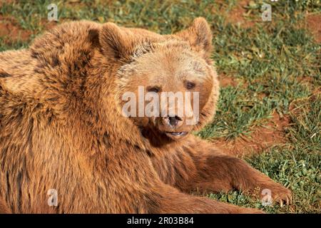 Un oso marrón se relaja en un prado cubierto de hierba, disfrutando del sol Foto de stock