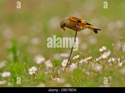 Ussuriensis, greenfinch con tapa gris (Chloris sinica), Greenfinches chinos, pájaros cantores, animales, aves, Pinzones, Greenfinch Oriental (Carduelis sinica Foto de stock