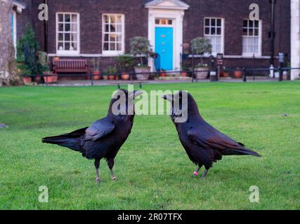 Cuervo común (Corvus corax) Dos adultos de pie en el césped, Torre de Londres, Londres, Inglaterra, Reino Unido Foto de stock