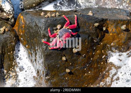 Un solo cangrejo adulto de roca roja del Atlántico Norte Grapsus adscensionis indígena de las costas tropicales del Atlántico oriental, incluidas las Islas canarias Foto de stock