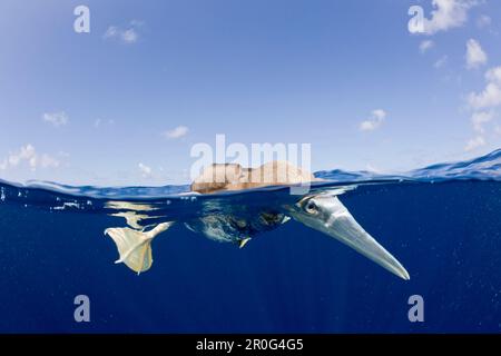 Young Brown Booby, Sula leucogaster, el atolón de Bikini, Islas Marshall, Micronesia, Océano Pacífico Foto de stock