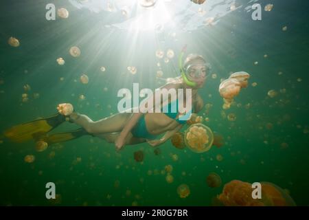 Nadar con medusas inofensivas, Mastigias papua etpisonii, Jellyfish Lake, Micronesia, Palau Foto de stock