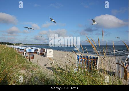 Sillas de playa y gaviotas en la playa, Balneario junto al mar Boltenhagen, Mecklemburgo Pomerania Occidental, Alemania, Europa Foto de stock