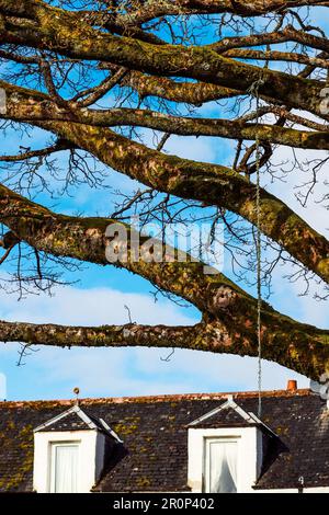 Un tiro vertical de ramas de árboles musgosos sobre el techo de una casa Foto de stock