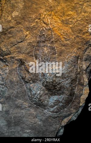 Grallator, impresión de tres dedos hecha por un dinosaurio terópodo bípedo, Triásico Tardío o Cretácico Temprano Foto de stock