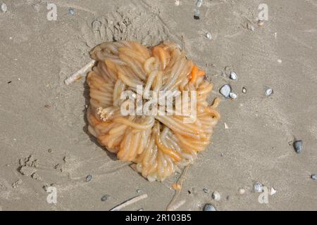 Manojo de tubos gelatinosos que contienen huevos de calamares eurpeanos, lavados en la playa Foto de stock