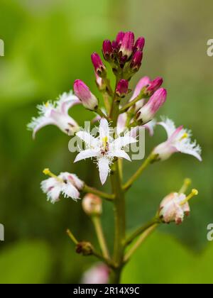Estrellas peludas como las flores de la planta estanque acuática marginal, Menyanthes trifoliata, el bog bean Foto de stock
