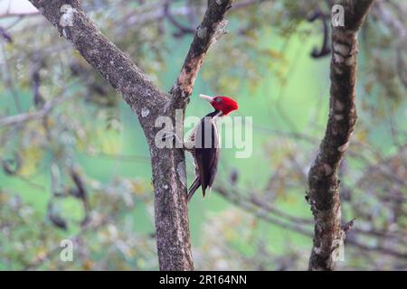 Pájaro carpintero de pico pálido (Campephilus guatemalensis) hembra adulta, forrajeando en el tronco del árbol, Costa Rica Foto de stock