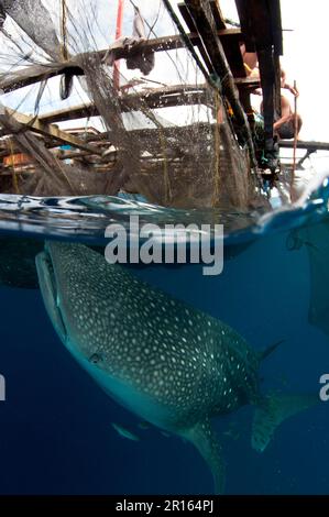 Tiburón ballena adulto (Rhincodon typus), con remoras, alimentándose bajo las redes de una plataforma de pesca (Bagan), Bahía Cenderawasih, Papúa Occidental, Nueva Guinea Foto de stock