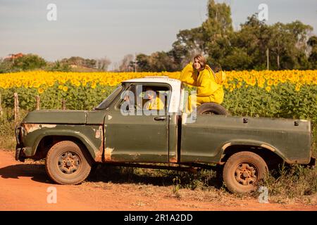 Goiânia, Goias, Brasil – 11 de mayo de 2023: Dos apicultores en una camioneta visitando una plantación de girasol. Foto de stock