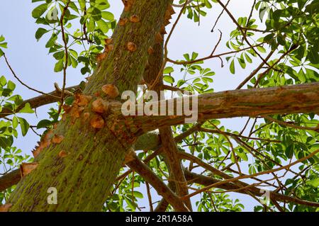Un gran árbol de miedo con una corteza de púas con picos afilados exóticos tropicales rara inusual textura peligrosa única. El fondo. Foto de stock