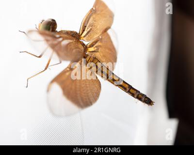 Primer plano de una libélula marrón, un insecto volador perteneciente al infraorden Anisoptera por debajo del orden Odonata Foto de stock
