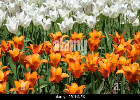 Flor de lirio tulipán 'Ballerina' tulipán naranja cultivar, exhibición, jardín de la cama de la flor, tulipa 'Ballerina' tulipa 'White Triumphator' naranja blanco tulipanes Foto de stock