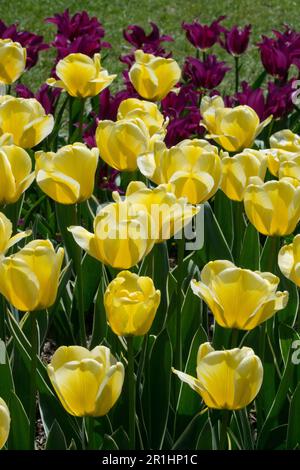 Tulipán 'Budlight' Tulipa, Lily Flowering, Grupo, Tulipanes, Amarillo, Blanco Foto de stock