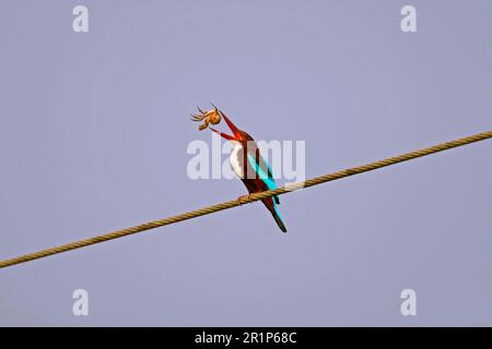 kingfisher de garganta blanca (Halcyon smyrnensis), adulto, alimentándose, arrojando y atrapando cangrejo en el pico, sentado en alambre, Goa, India Foto de stock