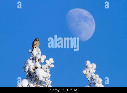 Búho halcón del norte (Surnia ulula) adulto, encaramado en la nieve cubierta de la copa de los árboles de Abeto noruego (Picea abies), con la luna en el fondo, Finlandia Foto de stock