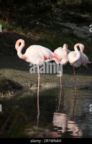 Greater Flamingos en cautiverio, Norfolk, Reino Unido. El flamenco mayor (Phoenicopterus roseus) es la especie más extendida y más grande de TH Foto de stock