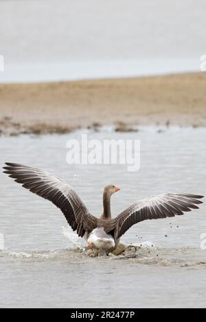Greylag Goose (Anser Anser) sosteniendo las alas en respuesta a ser acosado por una Gull de Cabeza Negra Norfolk UK GB abril de 2023 Foto de stock