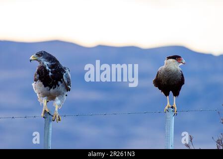 Aguila Mora, Geranoteus melanoleucus y Cara Cara Crestada del Sur. Sentado en un poste de cerca. Foto de stock