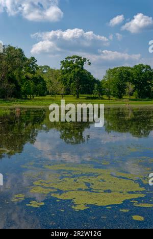 Algas verdes y malezas en la superficie del lago Creekfield en el Parque Estatal Brazos Bend, con las aguas tranquilas que reflejan los árboles y el cielo. Foto de stock