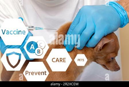 Veterinario vacunando a un pequeño perro de raza pura Toy Terrier, la vacunación de mascotas en una clínica veterinaria. Foto de stock
