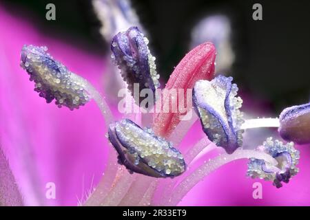 Púrpura Cranesbill (Geranium x magnificum) primer plano de los estambres, anteras, estigma y granos de polen Foto de stock