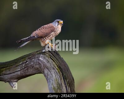 Cernícalo común, Falco tinnunculus, macho único en rama, mayo de 2023 Foto de stock