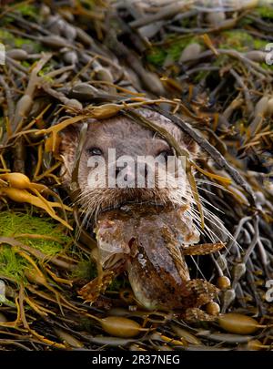 Nutria Europea (Lutra lutra) adulto, alimentándose del Padre Lasher (Myoxocephalus scorpius), entre algas marinas, Isla de Mull, Hébridas Interiores, Escocia Foto de stock
