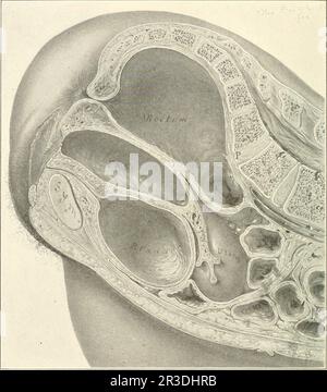 'Enfermedades de los riñones, uréteres y vejiga, con especial referencia a las enfermedades de las mujeres' (1922) Foto de stock