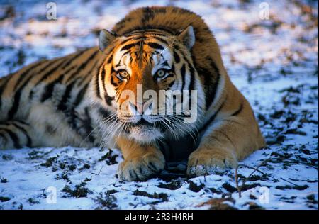 Tigre siberiano (Panthera tigris altaica), tigre siberiano, tigre de Amur, tigre, gatos grandes, Depredadores, mamíferos, animales, tigre siberiano Masculino en la nieve Foto de stock
