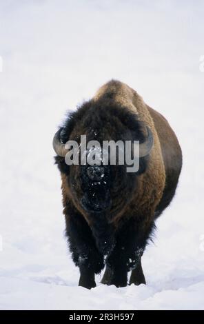 Bisonte norteamericano (bisonte bisonte) en tormenta de nieve, Parque Nacional de Yellowstone, Wyoming (U.) S. A Foto de stock