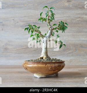 Higo lloroso, Ficus benjamina como bonsai sobre un fondo de madera Foto de stock