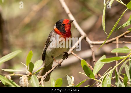 Warbler de cara roja sentado en una percha Foto de stock