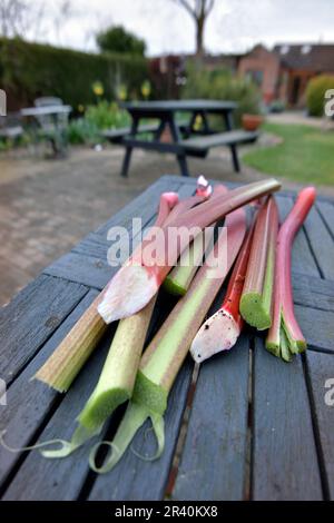Ruibarbo recién cortado Rheum rhabarbarum) en la mesa de jardín en el jardín rural Foto de stock