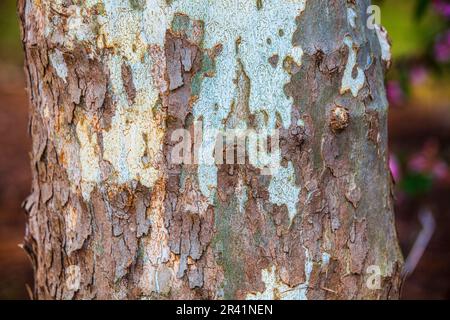 Corteza del árbol de sicómoro oriental, Platanus occidentalis, en el Arboretum Mercer y los Jardines Botánicos en Humble, Texas. Foto de stock