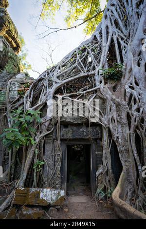 Una vista de la antigua entrada al templo Ta Prohm cubierto de raíces de árboles en Angkor Wat, Camboya Foto de stock